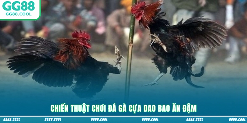 Chiến thuật chơi đá gà cựa dao bao ăn đậm