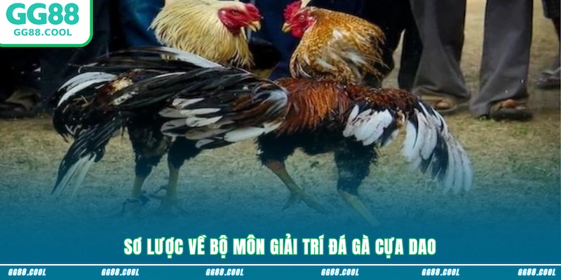 Sơ lược về bộ môn giải trí đá gà cựa dao